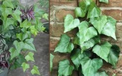 Algerian Ivy - Hedera Helix - 18 Count Flat Of Pint Pots 2 Algerian Ivy - Hedera Helix - 18 Count Flat Of Pint Pots -Garden Plants shop Ivy Algerian Combo