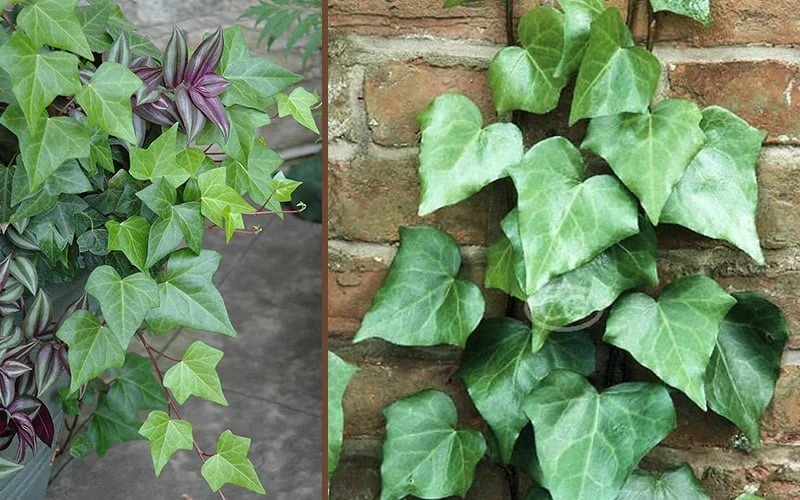 Algerian Ivy - Hedera helix - 18 Count Flat of Pint Pots Algerian Ivy - Hedera Helix - 18 Count Flat Of Pint Pots -Garden Plants shop Ivy Algerian Combo