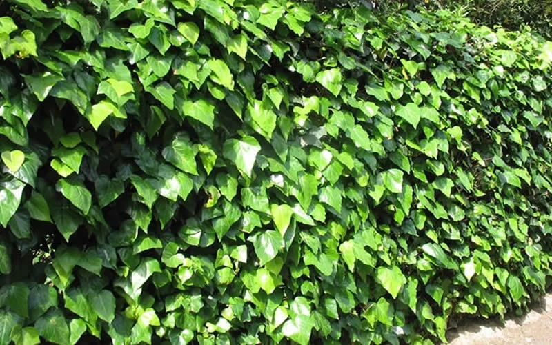 Algerian Ivy - Hedera helix - 18 Count Flat of Pint Pots Algerian Ivy - Hedera Helix - 18 Count Flat Of Pint Pots -Garden Plants shop Ivy Algerian Landscape
