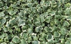 Anne Marie White Variegated Ivy (Hedera Helix) - 5 Pack Of Pint Pots 4 Anne Marie White Variegated Ivy (Hedera Helix) - 5 Pack Of Pint Pots -Garden Plants shop Ivy Anne Marie