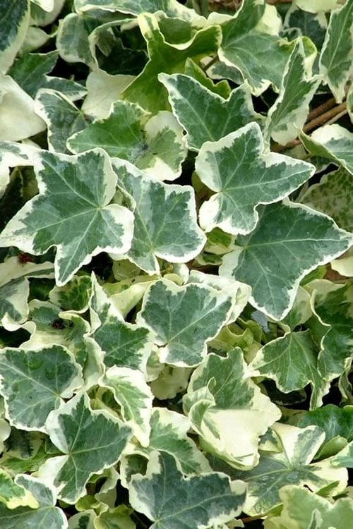 Anne Marie White Variegated Ivy (Hedera helix) - 5 Pack of Pint Pots Anne Marie White Variegated Ivy (Hedera Helix) - 5 Pack Of Pint Pots -Garden Plants shop Ivy Anne Marie 500x750 1