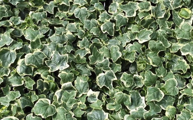 Anne Marie White Variegated Ivy (Hedera helix) - 5 Pack of Pint Pots Anne Marie White Variegated Ivy (Hedera Helix) - 5 Pack Of Pint Pots -Garden Plants shop Ivy Anne Marie