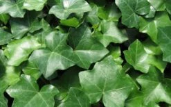 English Ivy (Hedera Helix) - 72 Pack Of 3.5" Pots -Garden Plants shop Ivy English 1