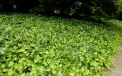 English Ivy (Hedera Helix) - 36 Pack Of 3.5" Pots -Garden Plants shop Ivy English 2