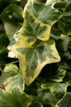 Gold Child Ivy (Hedera Helix) - 10 Pack Of Pint Pots -Garden Plants shop Ivy Gold Child 3 1