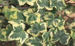 Golden Ingot Ivy - Hedera Helix - 3 Pack Of Pint Pots -Garden Plants shop Ivy Golden Ingot