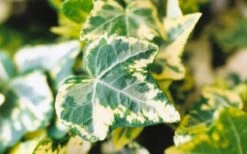 Golden Ingot Ivy - Hedera Helix - 3 Pack Of Pint Pots -Garden Plants shop Ivy Golden Ingot Closeup