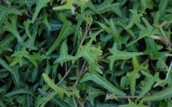 Needlepoint Ivy (Hedera Helix) - 5 Pack Of Pint Pots 3 Needlepoint Ivy (Hedera Helix) - 5 Pack Of Pint Pots -Garden Plants shop Ivy Needlepoint 50