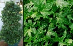 Needlepoint Ivy (Hedera Helix) - 5 Pack Of Pint Pots 4 Needlepoint Ivy (Hedera Helix) - 5 Pack Of Pint Pots -Garden Plants shop Ivy Needlepoint Combo