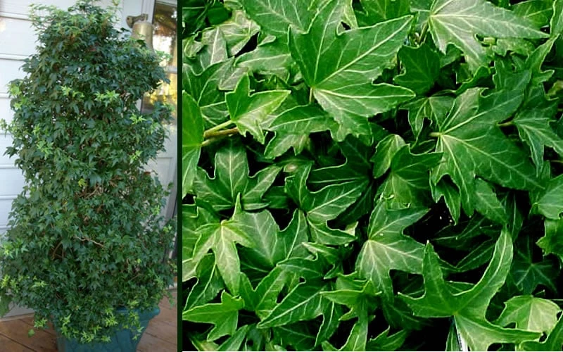 Needlepoint Ivy (Hedera helix) - 5 Pack of Pint Pots Needlepoint Ivy (Hedera Helix) - 5 Pack Of Pint Pots -Garden Plants shop Ivy Needlepoint Combo