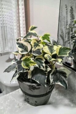 Variegated Algerian Ivy (Hedera Algeriensis 'Gloire De Marengo') - 6 Pack Of Pint Pots -Garden Plants shop Ivy Variegated Algerian 5
