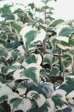Variegated Algerian Ivy (Hedera Algeriensis 'Gloire De Marengo') - 6 Pack Of Pint Pots -Garden Plants shop Ivy Variegated Algerian 500x750 1