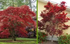 Emperor 1 Japanese Maple - 5 Gallon Pot (6-7') -Garden Plants shop Japanese Maple 2