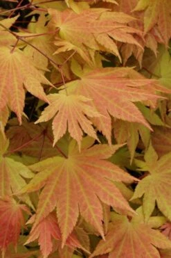 Autumn Moon Japanese Maple - 3 Gallon Pot (2.5 To 3.5') 3 Autumn Moon Japanese Maple - 3 Gallon Pot (2.5 To 3.5') -Garden Plants shop Japanese Maple Autumn Moon 3 1