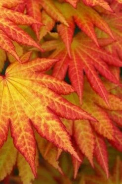 Autumn Moon Japanese Maple - 3 Gallon Pot (2.5 To 3.5') 4 Autumn Moon Japanese Maple - 3 Gallon Pot (2.5 To 3.5') -Garden Plants shop Japanese Maple Autumn Moon 4 1