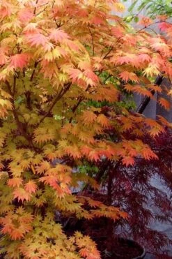 Autumn Moon Japanese Maple - 2 Gallon Pot -Garden Plants shop Japanese Maple Autumn Moon 7