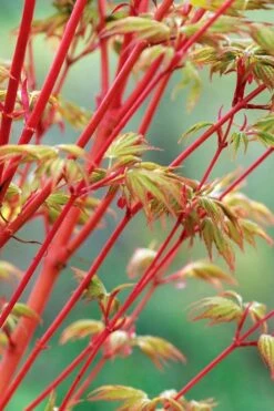 Beni Kawa Coral Bark Japanese Maple - 3 Gallon Pot