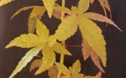 Bihou Yellow Bark Japanese Maple - 1 Gallon Pot -Garden Plants shop Japanese Maple Bihou Yellow Bark 1