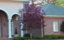 Bloodgood Red Leaf Japanese Maple - 1 Gallon Pot -Garden Plants shop Japanese Maple Bloodgood 2