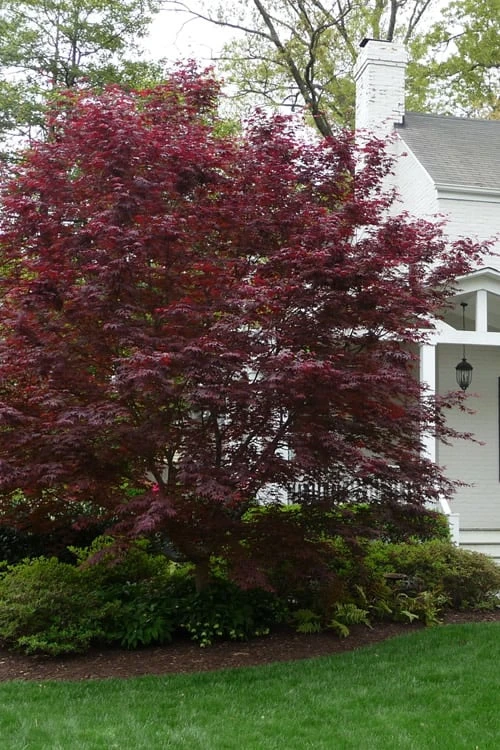Bloodgood Red Leaf Japanese Maple - 7 Gallon Pot (4-5') Bloodgood Red Leaf Japanese Maple - 7 Gallon Pot (4-5') -Garden Plants shop Japanese Maple Boodgood 20