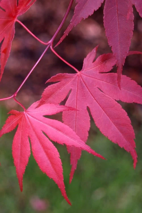 Bloodgood Red Leaf Japanese Maple - 7 Gallon Pot (4-5') Bloodgood Red Leaf Japanese Maple - 7 Gallon Pot (4-5') -Garden Plants shop Japanese Maple Boodgood 22