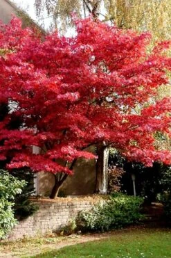Bloodgood Red Leaf Japanese Maple - 7 Gallon Pot (4-5') 5 Bloodgood Red Leaf Japanese Maple - 7 Gallon Pot (4-5') -Garden Plants shop Japanese Maple Boodgood 23