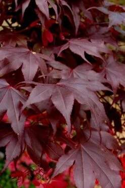 Bloodgood Red Leaf Japanese Maple - 7 Gallon Pot (4-5') 4 Bloodgood Red Leaf Japanese Maple - 7 Gallon Pot (4-5') -Garden Plants shop Japanese Maple Boodgood 24