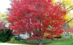 Burgundy Lace Japanese Maple - 5 Gallon Pot -Garden Plants shop Japanese Maple Burgundy Lace 1