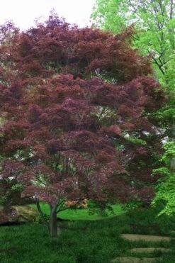 Burgundy Lace Japanese Maple - 5 Gallon Pot -Garden Plants shop Japanese Maple Burgundy Lace 4