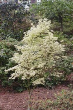 Butterfly Japanese Maple - 3 Gallon Pot -Garden Plants shop Japanese Maple Butterfly 1