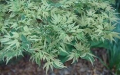 Butterfly Japanese Maple - 3 Gallon Pot -Garden Plants shop Japanese Maple Butterfly 3
