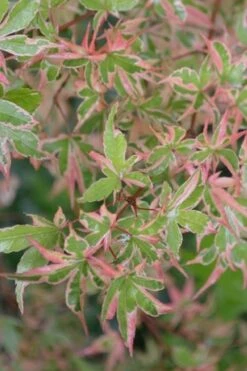 Butterfly Japanese Maple - 3 Gallon Pot -Garden Plants shop Japanese Maple Butterfly 4
