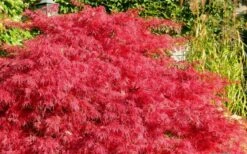 Crimson Queen Dwarf Japanese Maple - 1 Gallon Pot -Garden Plants shop Japanese Maple Crimson Queen 51