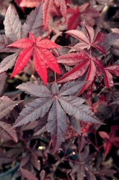 Emperor 1 Japanese Maple - 5 Gallon Pot (6-7') -Garden Plants shop Japanese Maple Emperor 1 500x750 1
