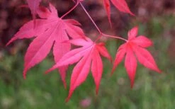 Bloodgood Red Leaf Japanese Maple - 1 Gallon Pot -Garden Plants shop Japanese Maple Fall Color
