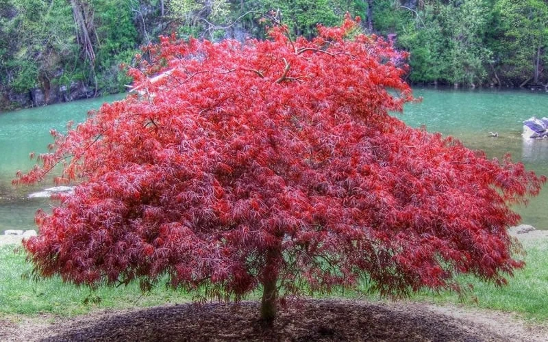 Firefall Lace Leaf Japanese Maple - 1 Gallon Pot Firefall Lace Leaf Japanese Maple - 1 Gallon Pot -Garden Plants shop Japanese Maple Firefall 1