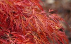 Firefall Lace Leaf Japanese Maple - 1 Gallon Pot 4 Firefall Lace Leaf Japanese Maple - 1 Gallon Pot -Garden Plants shop Japanese Maple Firefall 2