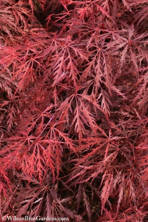 Firefall Lace Leaf Japanese Maple - 1 Gallon Pot Firefall Lace Leaf Japanese Maple - 1 Gallon Pot -Garden Plants shop Japanese Maple Firefall 3