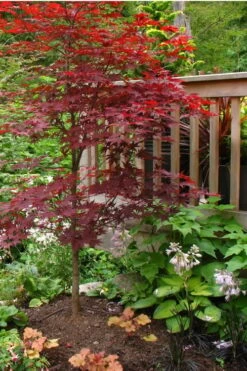 Fireglow Red Leaf Japanese Maple - 1 Gallon Pot -Garden Plants shop Japanese Maple Fireglow 500x750 3