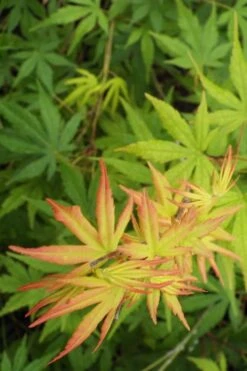 Glowing Embers Japanese Maple - 3 Gallon Pot -Garden Plants shop Japanese Maple Glowing Embers 6