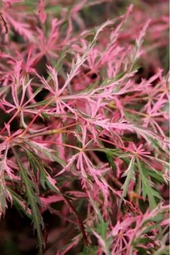 Hana Matoi Pink Leaf Japanese Maple - Acer Palmatum - 3 Gallon Pot -Garden Plants shop Japanese Maple Hana Matoi Leaves Closeup