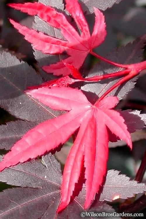 Red 'N Summer Japanese Maple - Acer palmatum 'Hefner's Red' - 3 Gallon Pot Red 'N Summer Japanese Maple - Acer Palmatum 'Hefner's Red' - 3 Gallon Pot -Garden Plants shop Japanese Maple Hefners Red 20