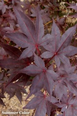 Red 'N Summer Japanese Maple - Acer Palmatum 'Hefner's Red' - 1 Gallon Pot 4 Red 'N Summer Japanese Maple - Acer Palmatum 'Hefner's Red' - 1 Gallon Pot -Garden Plants shop Japanese Maple Hefners Red 21 1