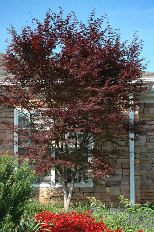 Red 'N Summer Japanese Maple - Acer palmatum 'Hefner's Red' - 3 Gallon Pot Red 'N Summer Japanese Maple - Acer Palmatum 'Hefner's Red' - 3 Gallon Pot -Garden Plants shop Japanese Maple Hefners Red Rev 500x750 1