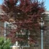 Red 'N Summer Japanese Maple - Acer Palmatum 'Hefner's Red' - 1 Gallon Pot