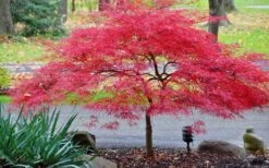 Inaba Shidare Red Japanese Maple - 3 Gallon Pot -Garden Plants shop Japanese Maple Inaba Shidare 2