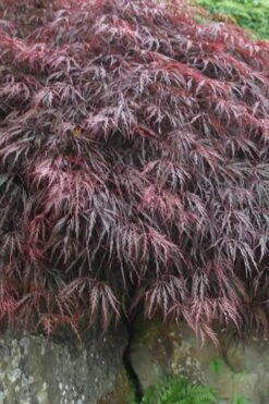 Inaba Shidare Red Japanese Maple - 2 Gallon Pot -Garden Plants shop Japanese Maple Inaba Shidare 5 1