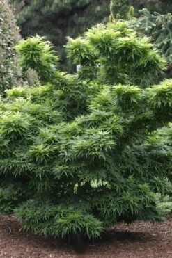 Mikawa Yatsubusa Japanese Maple - 3 Gallon Pot -Garden Plants shop Japanese Maple Mikawa Yatsubusa 8