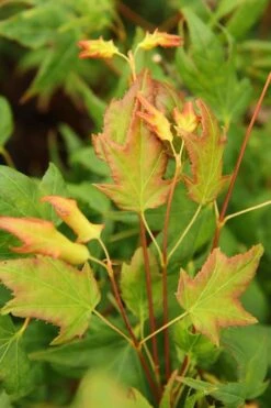 Mitsuba Yama Japanese Maple - 5 Gallon Pot -Garden Plants shop Japanese Maple Mitsuba Yama 1