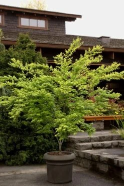 Mitsuba Yama Japanese Maple - 5 Gallon Pot -Garden Plants shop Japanese Maple Mitsuba Yama 3